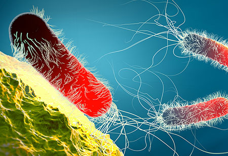 Pseudomonas-aeruginosa